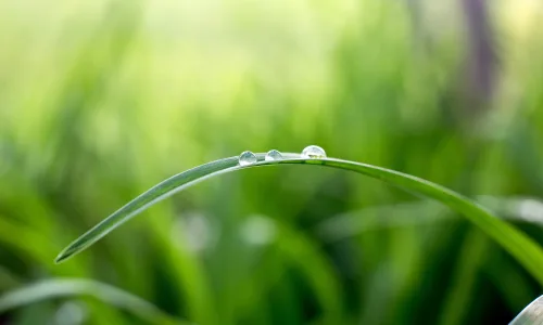【11868】植物壁纸  4K 超清壁纸3840_2400@青蛙壁纸-笨猫小站