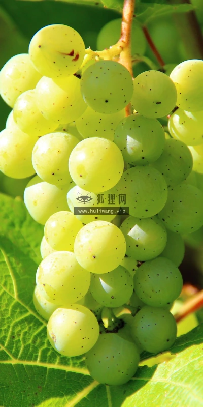 【11869】植物壁纸  4K 超清壁纸3840_2400@青蛙壁纸-笨猫小站