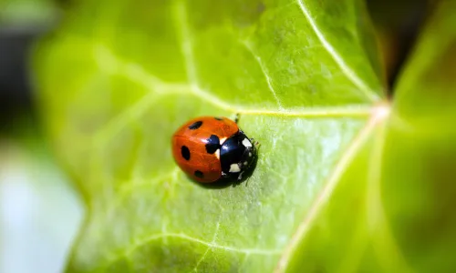 【11870】植物壁纸  4K 超清壁纸3840_2400@青蛙壁纸-笨猫小站