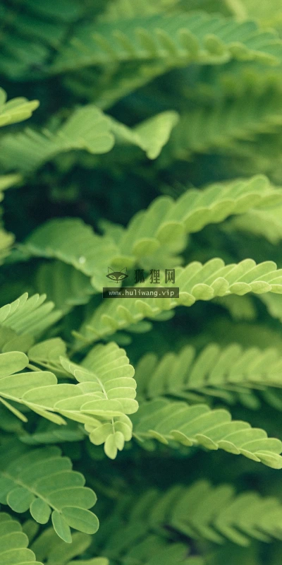 【11871】植物壁纸  4K 超清壁纸3840_2400@青蛙壁纸-笨猫小站
