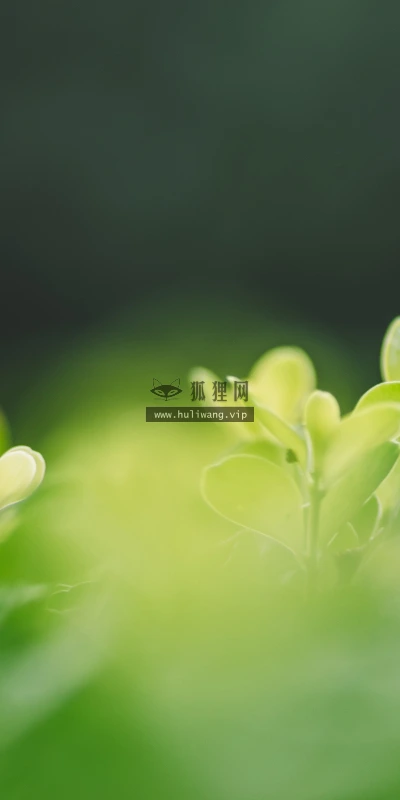 【11872】植物壁纸  4K 超清壁纸3840_2400@青蛙壁纸-笨猫小站