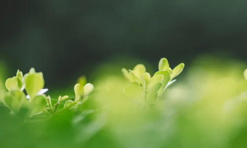 【11872】植物壁纸  4K 超清壁纸3840_2400@青蛙壁纸-笨猫小站
