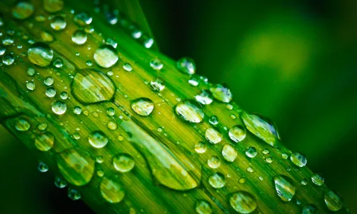 【11874】植物壁纸  4K 超清壁纸3840_2400@青蛙壁纸-笨猫小站
