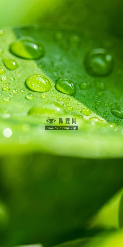 【11876】植物壁纸  4K 超清壁纸3840_2400@青蛙壁纸-笨猫小站