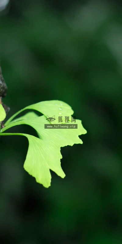 【11879】植物壁纸  4K 超清壁纸3840_2400@青蛙壁纸-笨猫小站