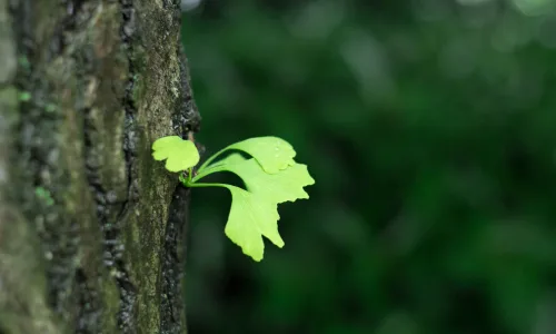 【11879】植物壁纸  4K 超清壁纸3840_2400@青蛙壁纸-笨猫小站