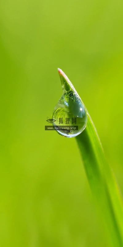【11880】植物壁纸  4K 超清壁纸3840_2400@青蛙壁纸-笨猫小站
