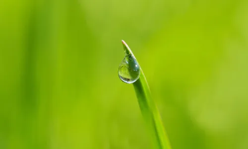 【11880】植物壁纸  4K 超清壁纸3840_2400@青蛙壁纸-笨猫小站