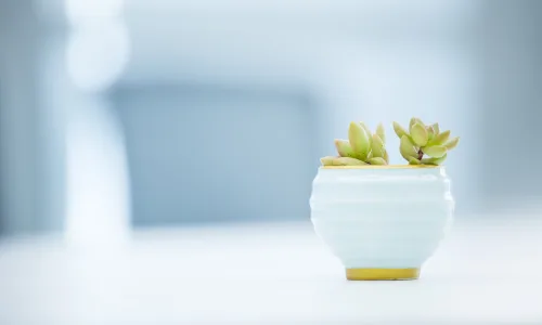 【11881】植物壁纸  4K 超清壁纸3840_2400@青蛙壁纸-笨猫小站