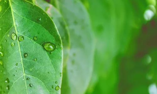 【11882】植物壁纸  4K 超清壁纸3840_2400@青蛙壁纸-笨猫小站