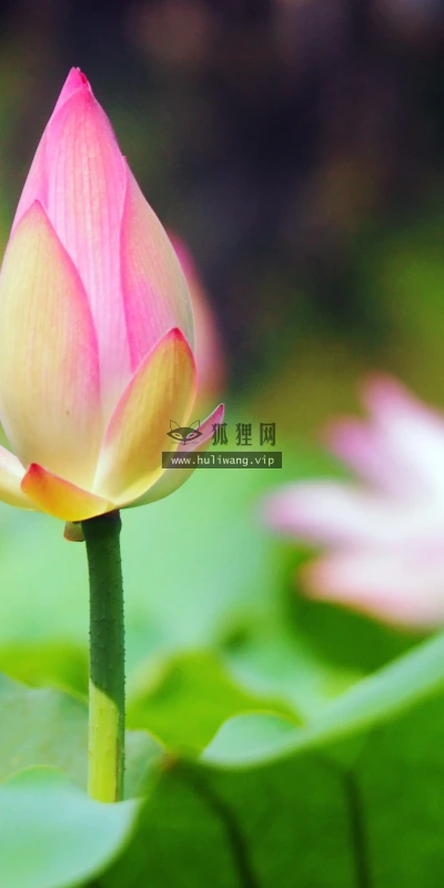 【11883】植物壁纸  4K 超清壁纸3840_2400@青蛙壁纸-笨猫小站