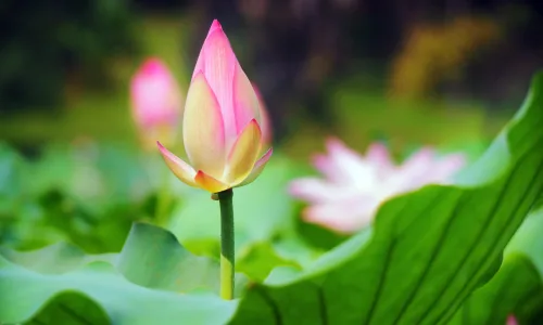 【11883】植物壁纸  4K 超清壁纸3840_2400@青蛙壁纸-笨猫小站