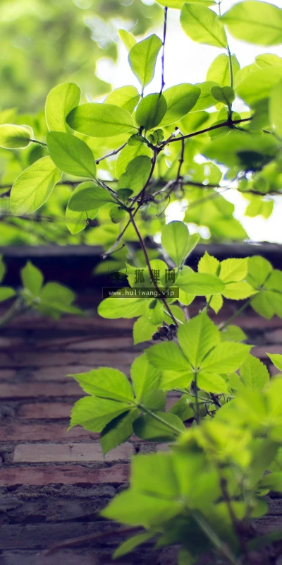 【11885】植物壁纸  4K 超清壁纸3840_2400@青蛙壁纸-笨猫小站