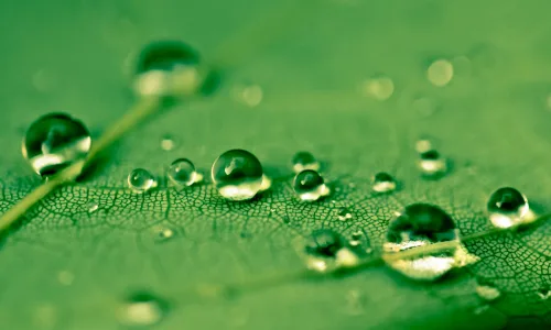 【11886】植物壁纸  4K 超清壁纸3840_2400@青蛙壁纸-笨猫小站