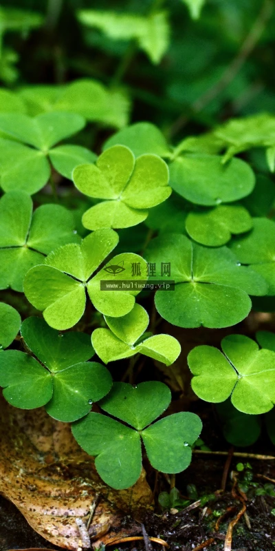 【11887】植物壁纸  4K 超清壁纸3840_2400@青蛙壁纸-笨猫小站