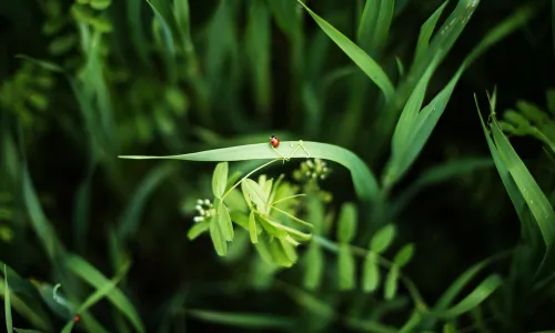 【11889】植物壁纸  4K 超清壁纸3840_2400@青蛙壁纸-笨猫小站