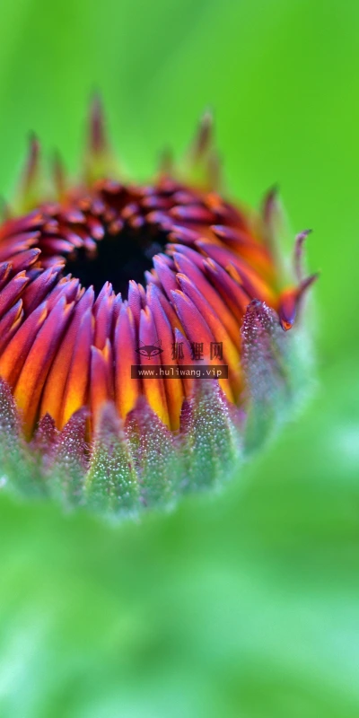 【11890】植物壁纸  4K 超清壁纸3840_2400@青蛙壁纸-笨猫小站