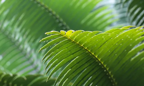 【11891】植物壁纸  4K 超清壁纸3840_2400@青蛙壁纸-笨猫小站