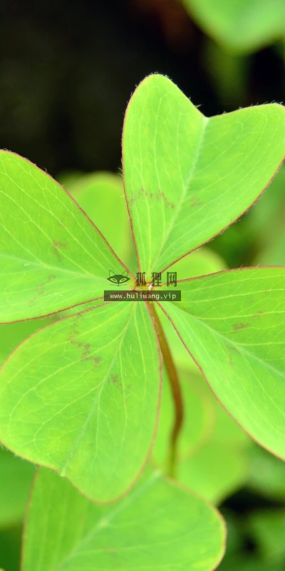 【11892】植物壁纸  4K 超清壁纸3840_2400@青蛙壁纸-笨猫小站
