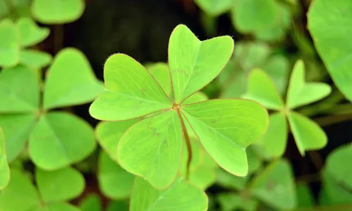 【11892】植物壁纸  4K 超清壁纸3840_2400@青蛙壁纸-笨猫小站