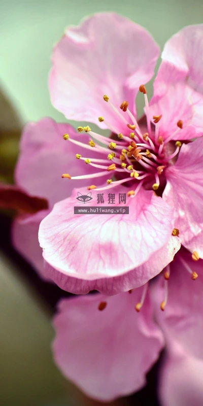 【11894】植物壁纸  4K 超清壁纸3840_2400@青蛙壁纸-笨猫小站