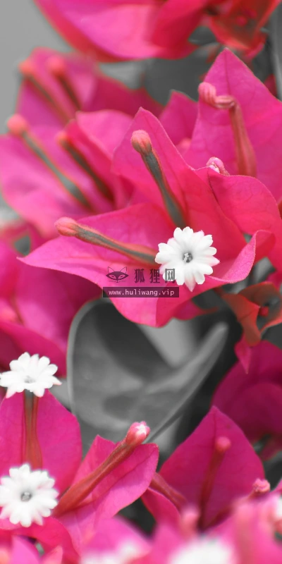 【11896】植物壁纸  4K 超清壁纸3840_2400@青蛙壁纸-笨猫小站