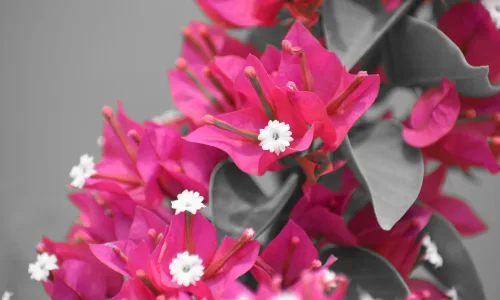 【11896】植物壁纸  4K 超清壁纸3840_2400@青蛙壁纸-笨猫小站