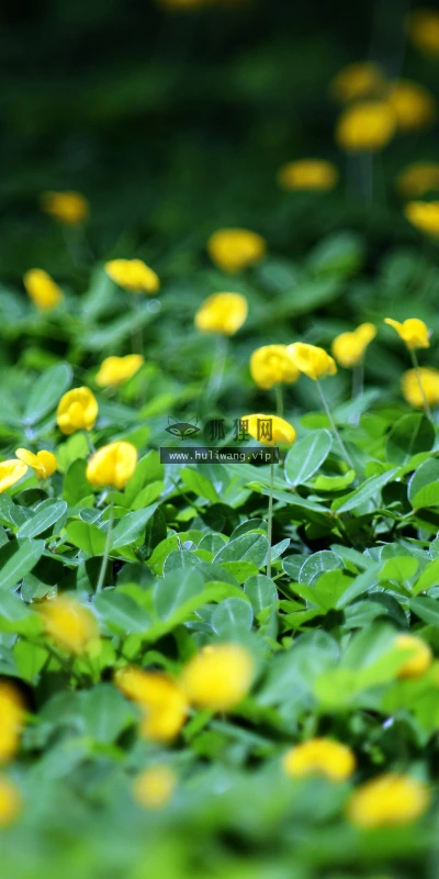 【11897】植物壁纸  4K 超清壁纸3840_2400@青蛙壁纸-笨猫小站