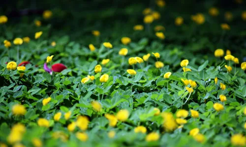 【11897】植物壁纸  4K 超清壁纸3840_2400@青蛙壁纸-笨猫小站