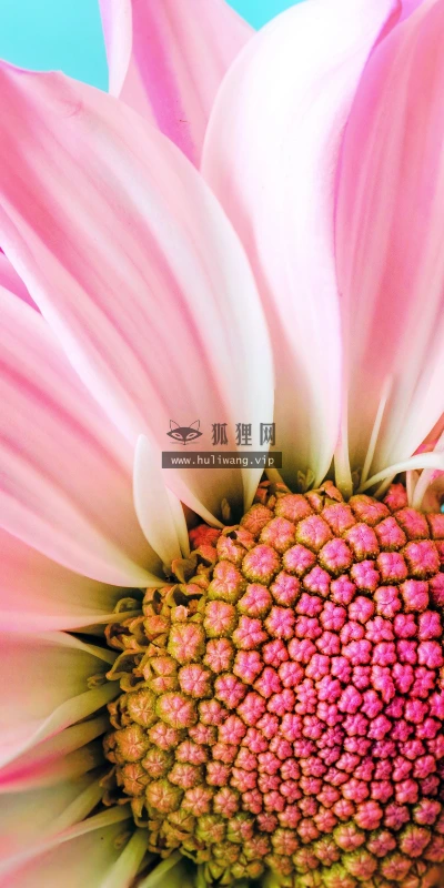 【11898】植物壁纸  4K 超清壁纸3840_2400@青蛙壁纸-笨猫小站