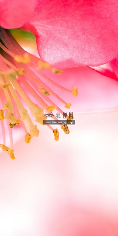 【11900】植物壁纸  4K 超清壁纸3840_2400@青蛙壁纸-笨猫小站