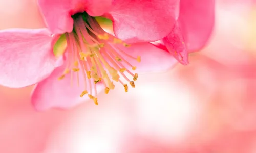 【11900】植物壁纸  4K 超清壁纸3840_2400@青蛙壁纸-笨猫小站
