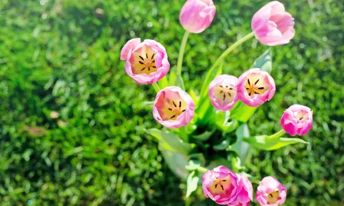 【11901】植物壁纸  4K 超清壁纸3840_2400@青蛙壁纸-笨猫小站