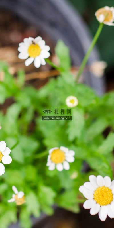 【11902】植物壁纸  4K 超清壁纸3840_2400@青蛙壁纸-笨猫小站