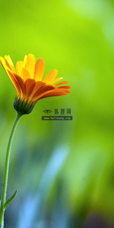 【11904】植物壁纸  4K 超清壁纸3840_2400@青蛙壁纸-笨猫小站