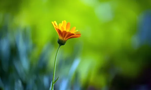 【11904】植物壁纸  4K 超清壁纸3840_2400@青蛙壁纸-笨猫小站
