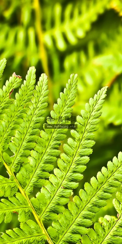 【11905】植物壁纸  4K 超清壁纸3840_2400@青蛙壁纸-笨猫小站