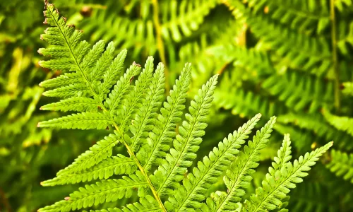 【11905】植物壁纸  4K 超清壁纸3840_2400@青蛙壁纸-笨猫小站