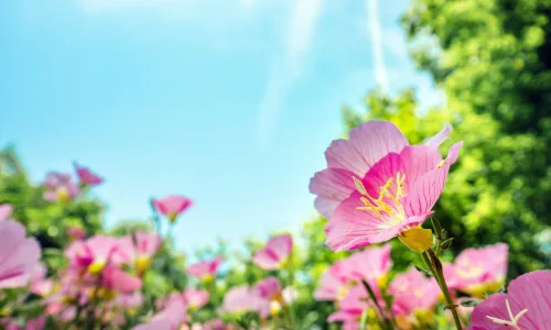 【11906】植物壁纸  4K 超清壁纸3840_2400@青蛙壁纸-笨猫小站