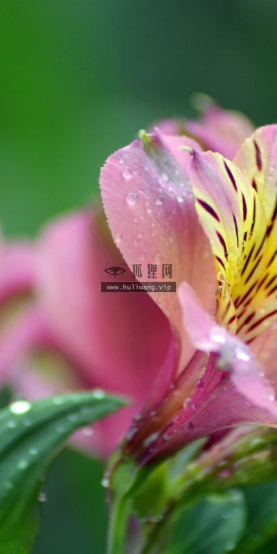 【11907】植物壁纸  4K 超清壁纸3840_2400@青蛙壁纸-笨猫小站