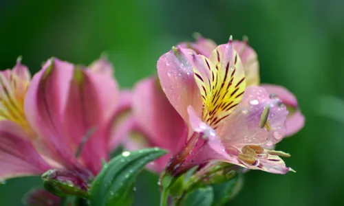 【11907】植物壁纸  4K 超清壁纸3840_2400@青蛙壁纸-笨猫小站
