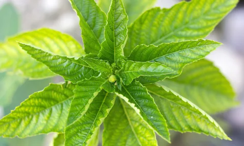 【11908】植物壁纸  4K 超清壁纸3840_2400@青蛙壁纸-笨猫小站