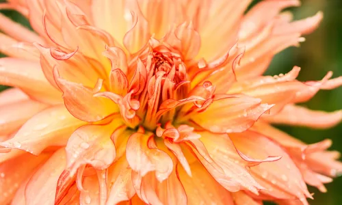 【11909】植物壁纸  4K 超清壁纸3840_2400@青蛙壁纸-笨猫小站