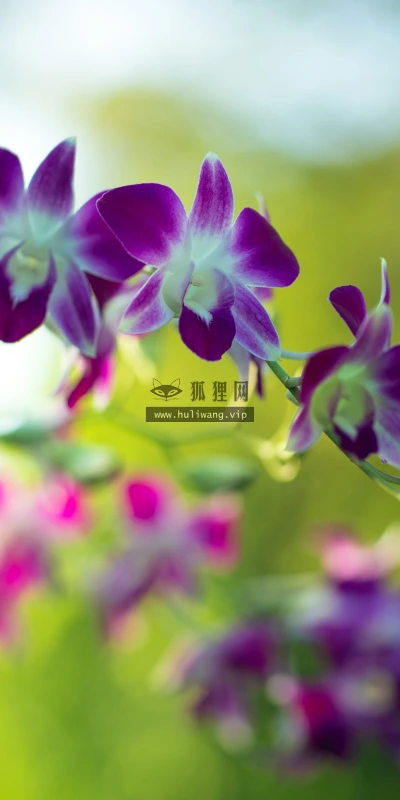【11910】植物壁纸  4K 超清壁纸3840_2400@青蛙壁纸-笨猫小站