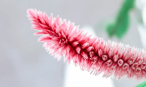 【11911】植物壁纸  4K 超清壁纸3840_2400@青蛙壁纸-笨猫小站