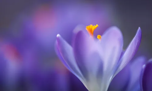 【11913】植物壁纸  4K 超清壁纸3840_2400@青蛙壁纸-笨猫小站