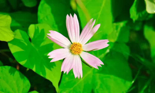 【11914】植物壁纸  4K 超清壁纸3840_2400@青蛙壁纸-笨猫小站