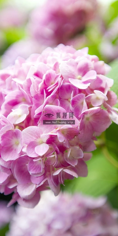 【11915】植物壁纸  4K 超清壁纸3840_2400@青蛙壁纸-笨猫小站