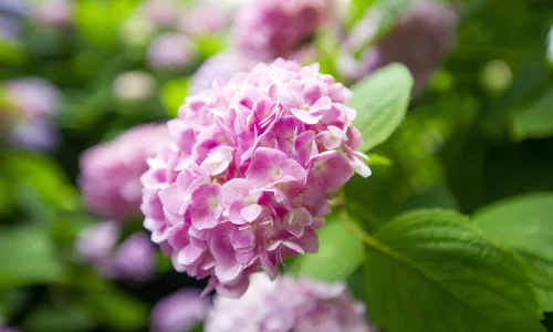 【11915】植物壁纸  4K 超清壁纸3840_2400@青蛙壁纸-笨猫小站