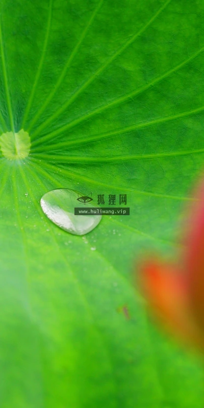 【11916】植物壁纸  4K 超清壁纸3840_2400@青蛙壁纸-笨猫小站